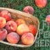 Five Peach Recipes . . . And Link Love!