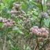 Four Blueberry Recipes . . . And Link Love!