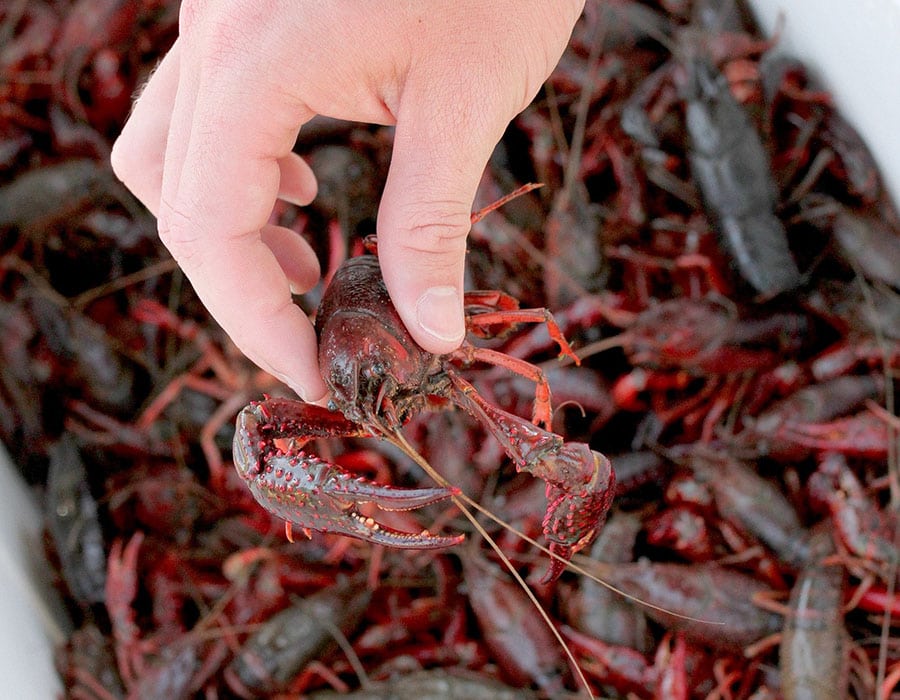 handing holding a single crawfish over a cooler full of carwfish