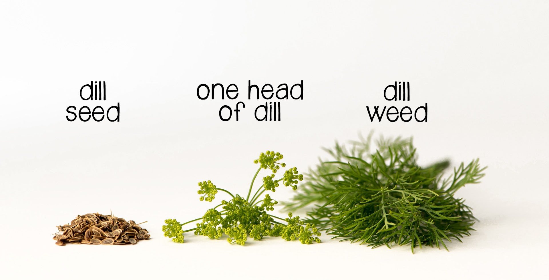 picture of dill seed, head of dill and will weed
