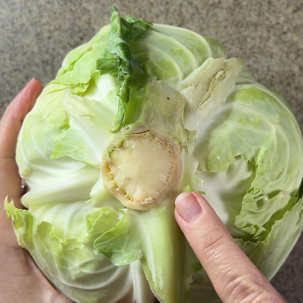 Finger pointing to the core in a head of cabbage.