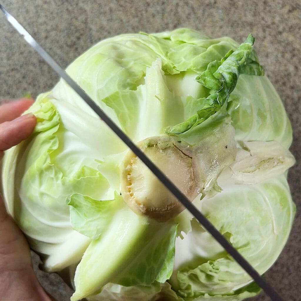 Holding a knife to show where to cut a head of cabbage in half.