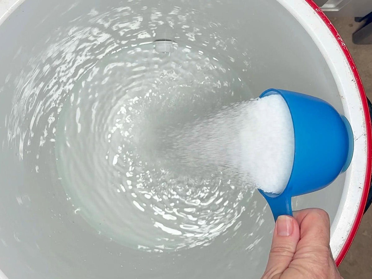 Adding one cup of kosher salt to a gallon of cold water in a cooler.