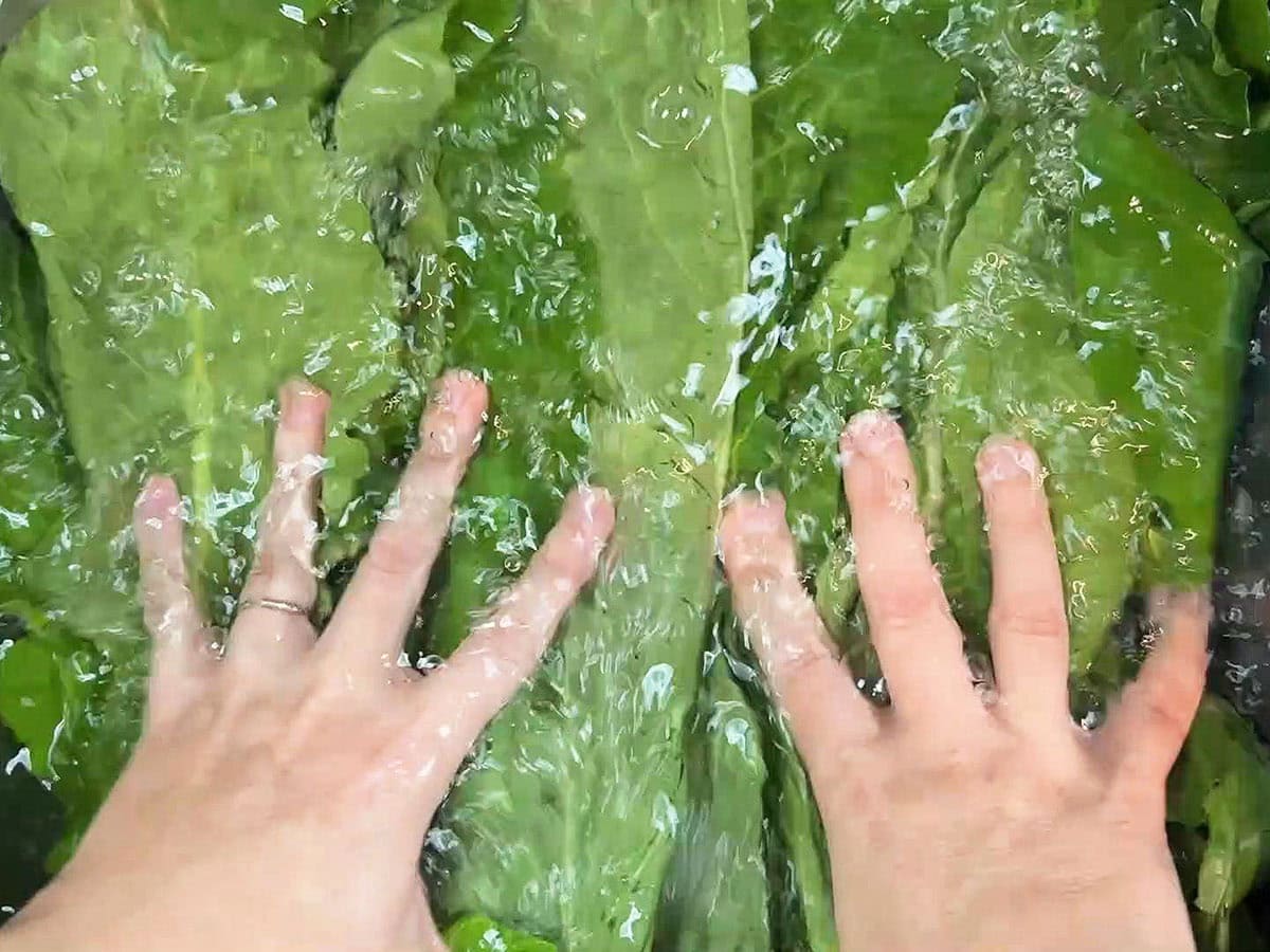 Hands pushing turnip green leaves down into a sink full of water.
