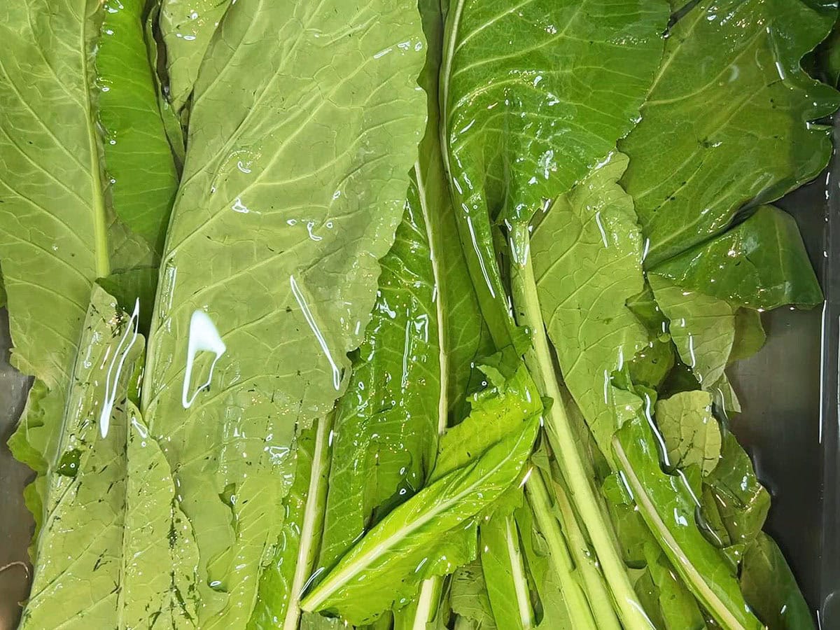 Turnip green leaves soaking in a sink full of cool water.